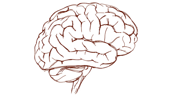 Neuroplastizität hält unser Gehirn aktiv